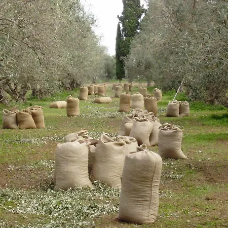 Mercouri Stone *